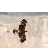 گونه عقاب پر پا Booted Eagle 